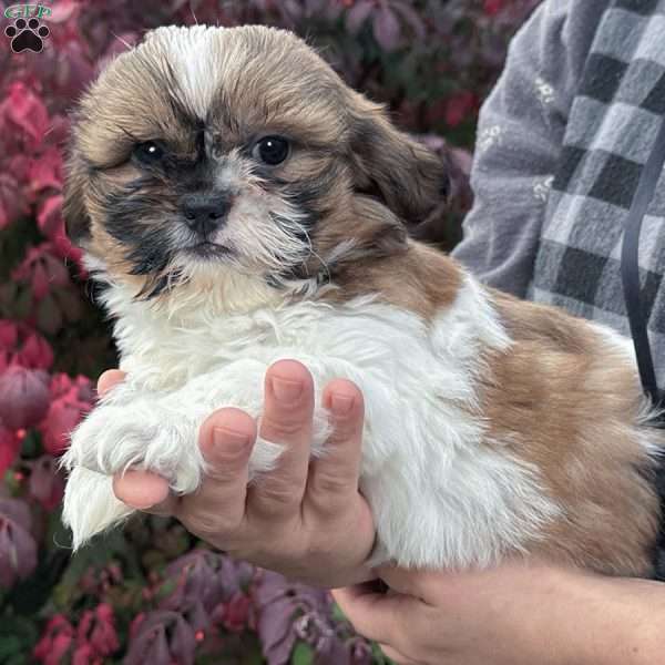 Simba, Shih Tzu Puppy