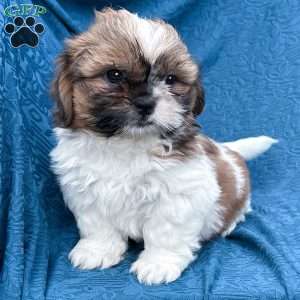 Simba, Shih Tzu Puppy