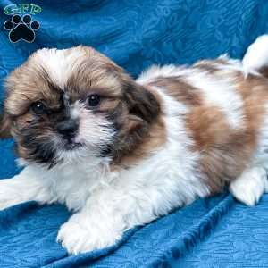 Simba, Shih Tzu Puppy