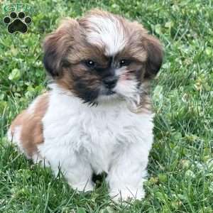 Simba, Shih Tzu Puppy