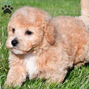 tanner, Bich-Poo Puppy