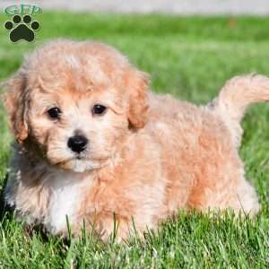 tanner, Bich-Poo Puppy