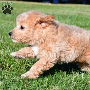 tanner, Bich-Poo Puppy