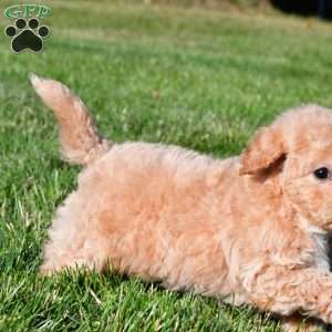 tanner, Bich-Poo Puppy