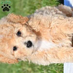 tanner, Bich-Poo Puppy