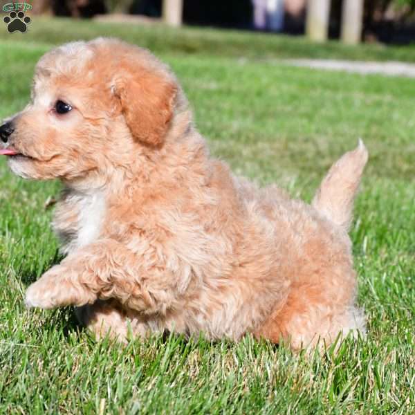 tanner, Bich-Poo Puppy