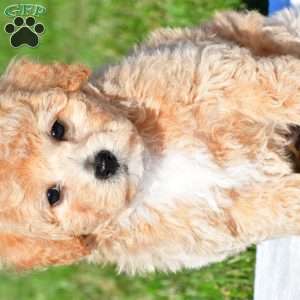tanner, Bich-Poo Puppy