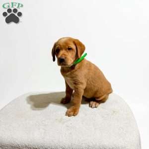 Ranger, Fox Red Labrador Retriever Puppy