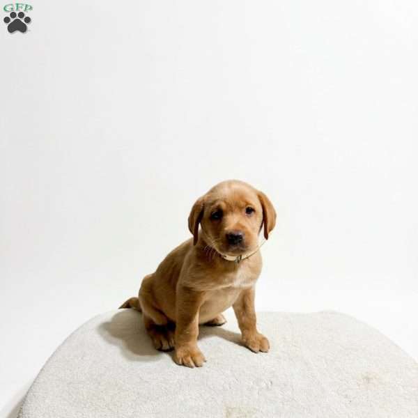 Violet, Fox Red Labrador Retriever Puppy