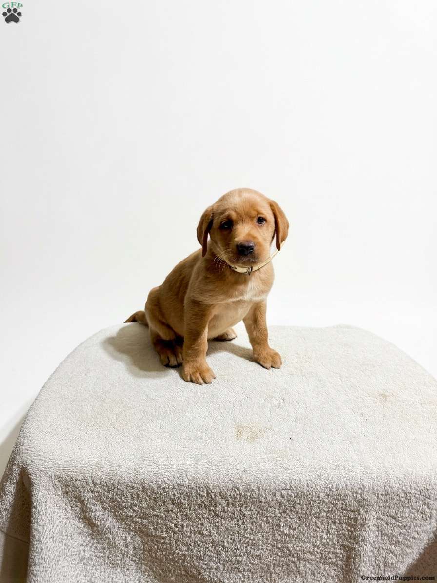 Violet (Labrador, Female) in New Holland, PA