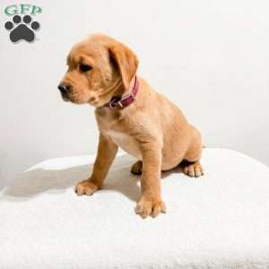 Remi, Fox Red Labrador Retriever Puppy
