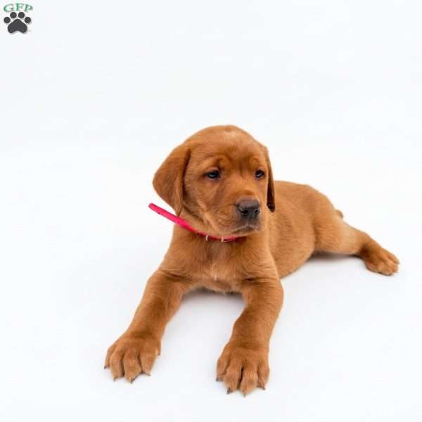 Ravin, Fox Red Labrador Retriever Puppy
