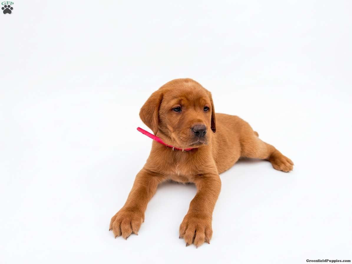 Ravin (Labrador, Female) in New Holland, PA