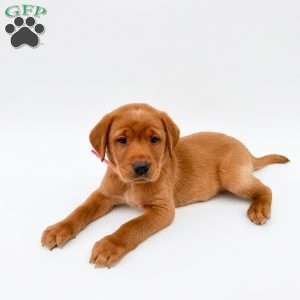 Ravin, Fox Red Labrador Retriever Puppy