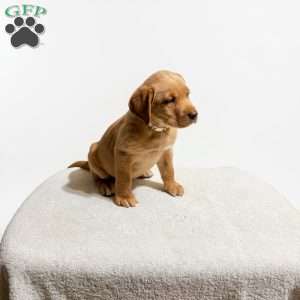 Violet, Fox Red Labrador Retriever Puppy