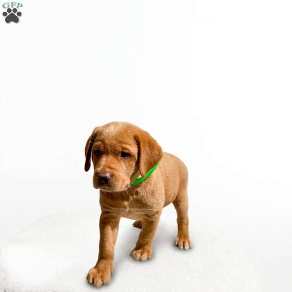 Ranger, Fox Red Labrador Retriever Puppy