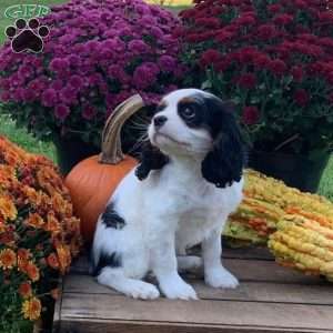Lucky, Cavalier King Charles Spaniel Puppy