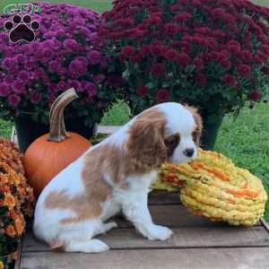 Molly, Cavalier King Charles Spaniel Puppy