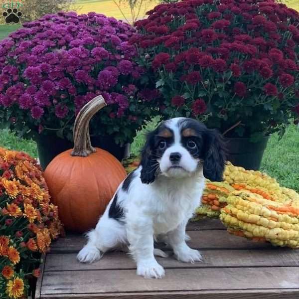 Maggie, Cavalier King Charles Spaniel Puppy