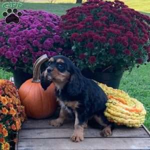 Boone, Cavalier King Charles Spaniel Puppy