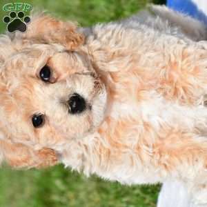 trey, Bich-Poo Puppy