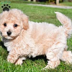 trey, Bich-Poo Puppy