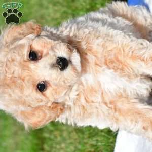 trey, Bich-Poo Puppy