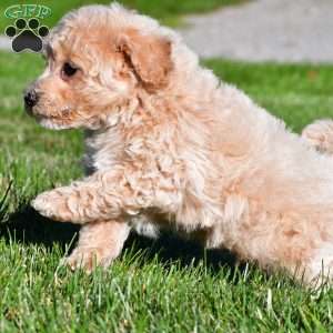 trey, Bich-Poo Puppy