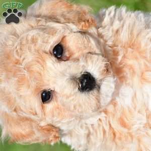 trey, Bich-Poo Puppy