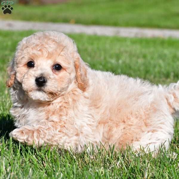 trey, Bich-Poo Puppy