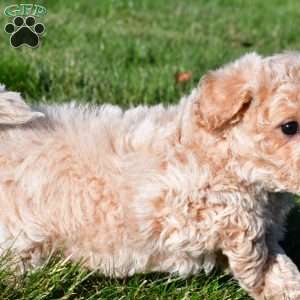 trey, Bich-Poo Puppy