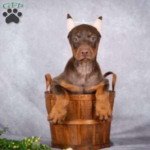 Jace, Doberman Pinscher Puppy