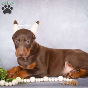 Jace, Doberman Pinscher Puppy