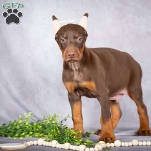 Jace, Doberman Pinscher Puppy