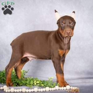 Jace, Doberman Pinscher Puppy