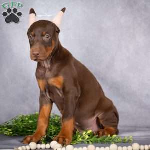 Jace, Doberman Pinscher Puppy