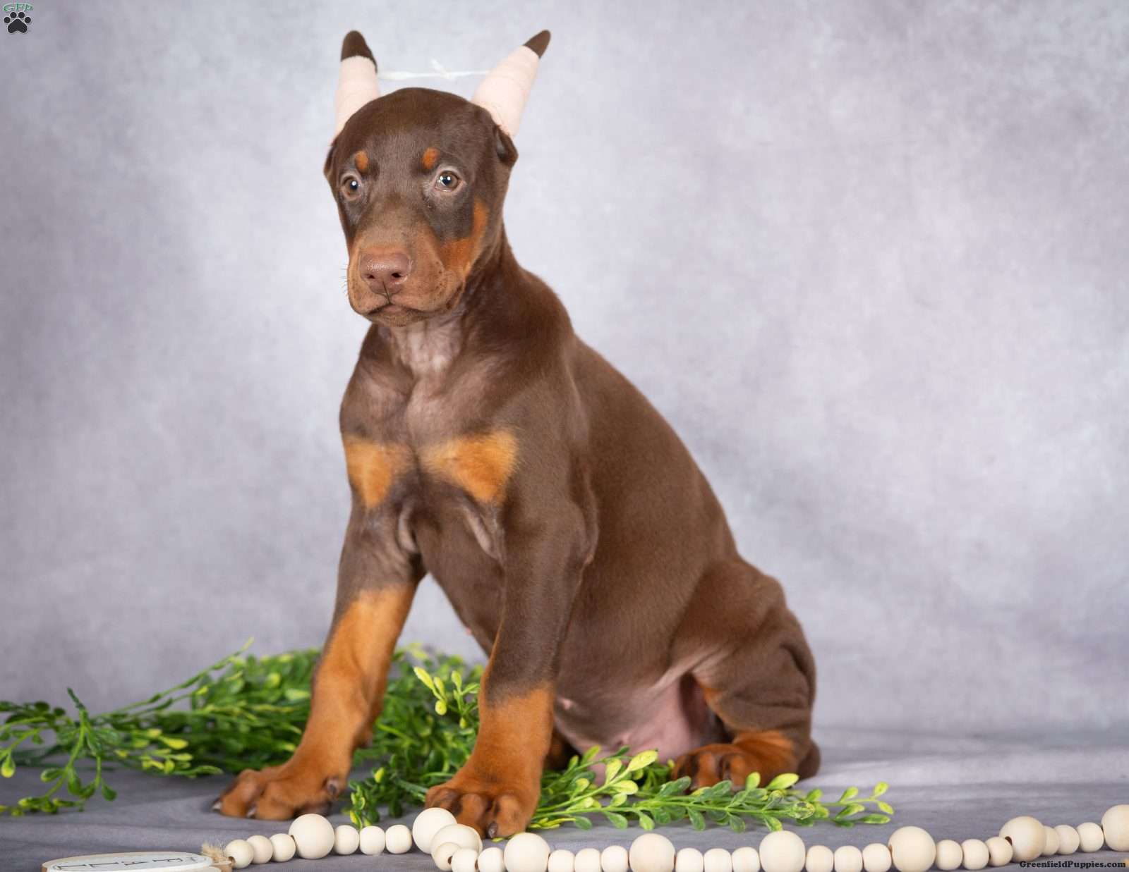 Jace (Doberman Pinscher, Male) in Millersburg, PA