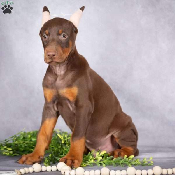 Jace, Doberman Pinscher Puppy