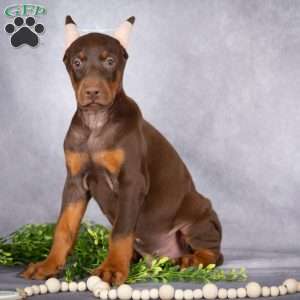 Jace, Doberman Pinscher Puppy