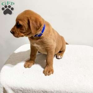 Riley, Fox Red Labrador Retriever Puppy