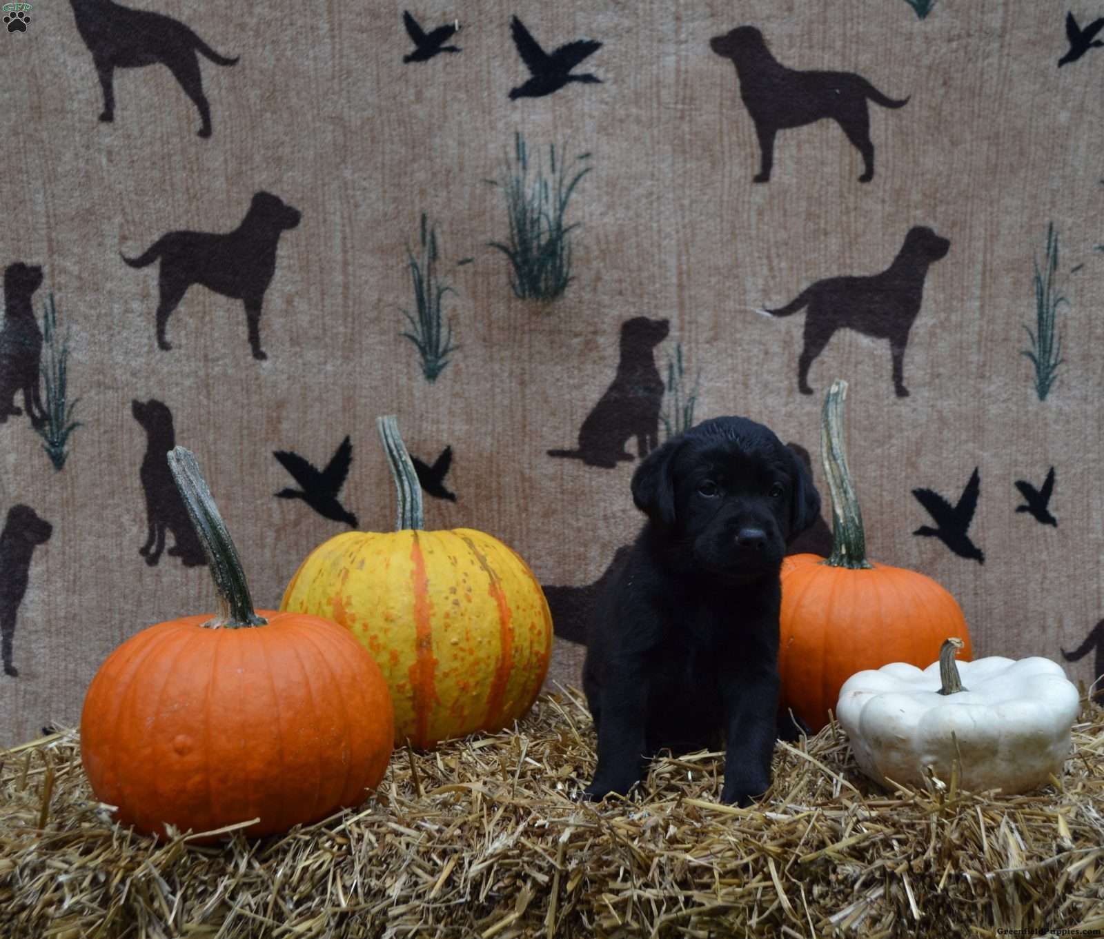 Gunner (Labrador, Male) in Pottstown, PA