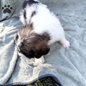 White, Saint Berdoodle Puppy