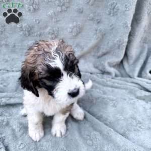 White, Saint Berdoodle Puppy