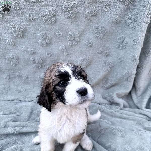 White, Saint Berdoodle Puppy