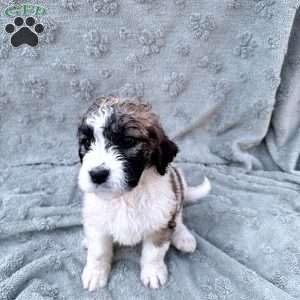 White, Saint Berdoodle Puppy