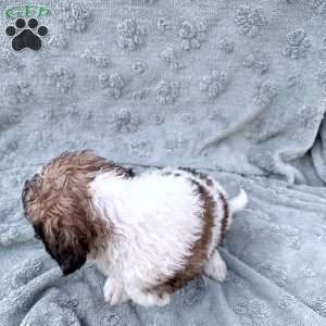 White, Saint Berdoodle Puppy