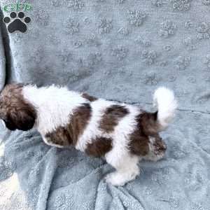 White, Saint Berdoodle Puppy