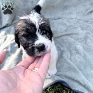 White, Saint Berdoodle Puppy