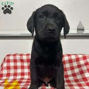 Scout, Black Labrador Retriever Puppy