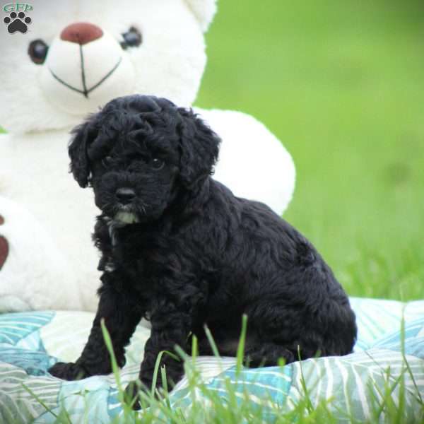 Zorro, Cockapoo Puppy